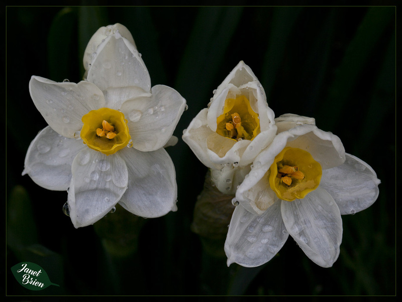 282/366: Juicy Jonquils