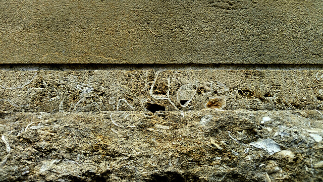 Fossils in a wall