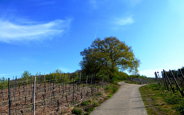 DE - Ahrweiler - On the red wine trail