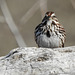 Song Sparrow