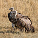 Ruppell's vulture (Explored)