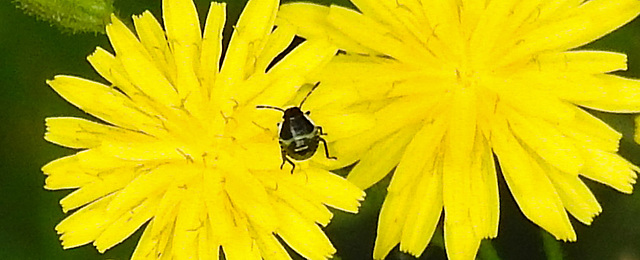 20230627 1394CPw [D~LIP] Kleinköpfiger Pippau (Crepis capillaris), Insekt, Bad Salzuflen