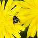 20230627 1394CPw [D~LIP] Kleinköpfiger Pippau (Crepis capillaris), Insekt, Bad Salzuflen