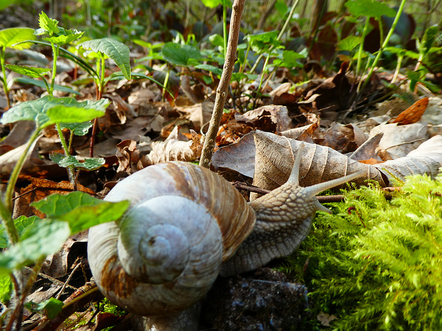 Weinbergschnecke im Wald