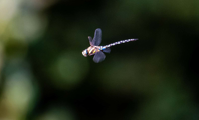 Migrant hawker