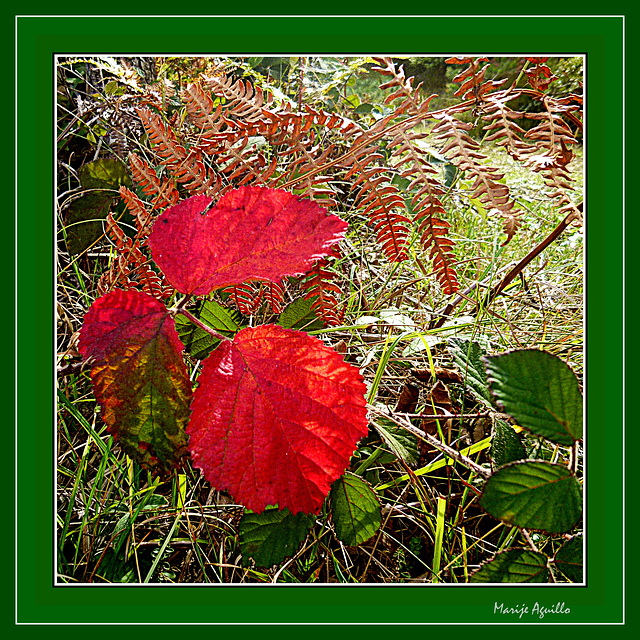 El Bosque en otoño-1