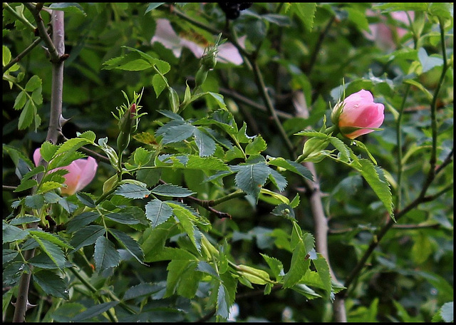 Rosa canina (2)