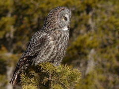 Great Gray Owl in late-morning sun