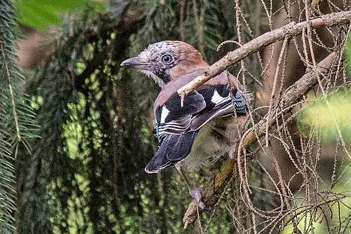 20160717 2053VRTw [D~LIP] Eichelhäher (Garrulus glandarius), Bad Salzuflen