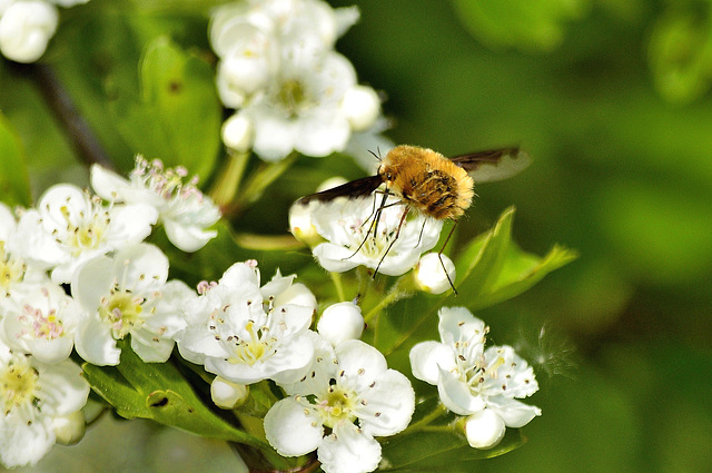 Beefly  /  May 2016