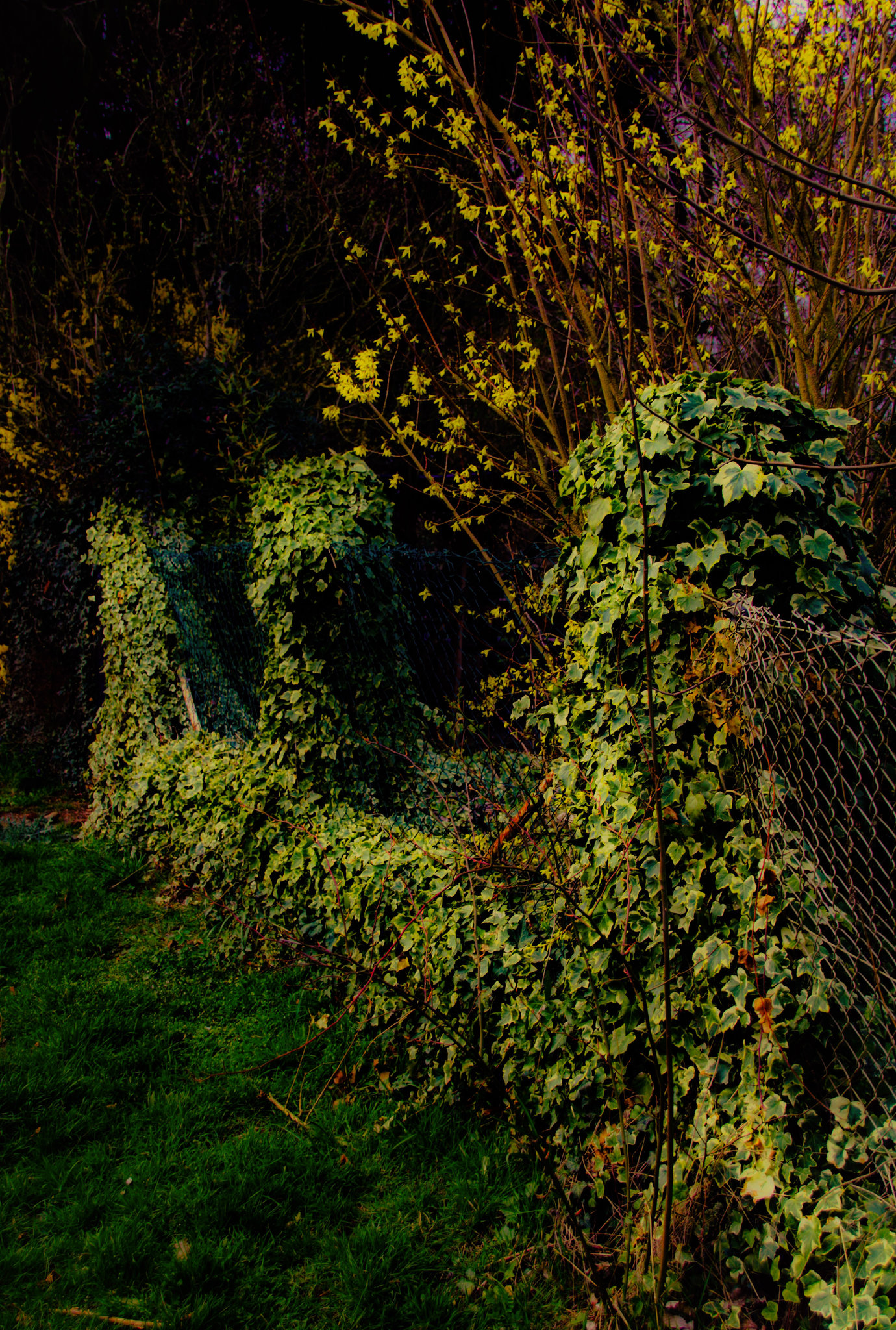 A Fence for Friday