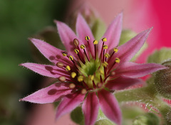 fleur du cactus