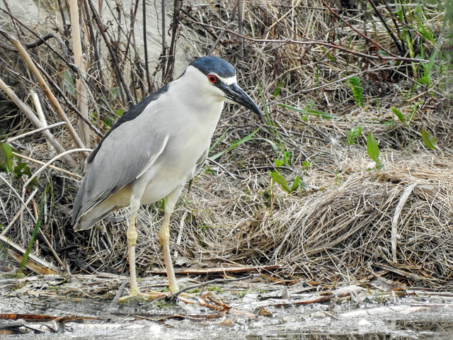 Black-crowned Night-Heron