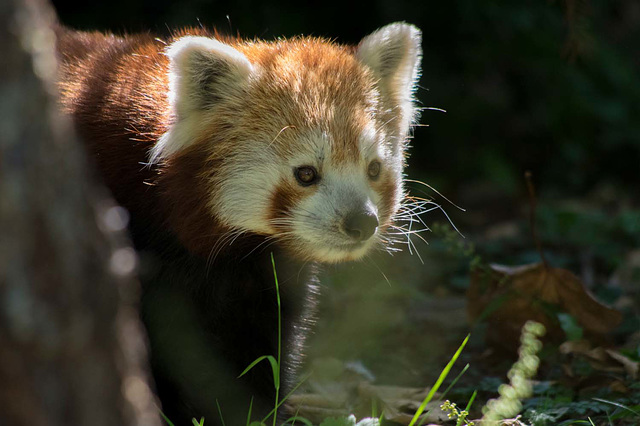 Red panda (4)