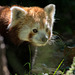 Red panda (4)