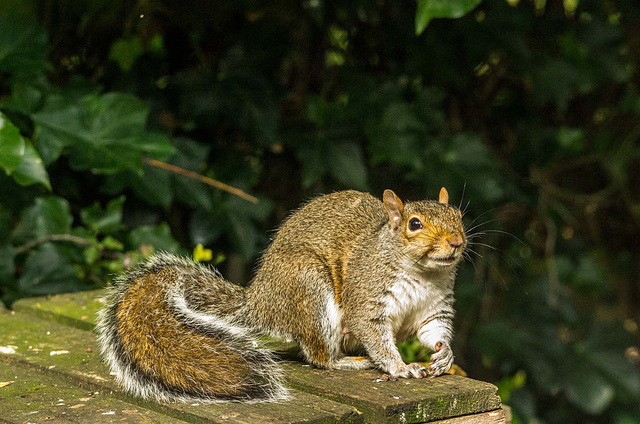 Grey squirrel.2jpg