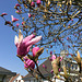 Magnolia