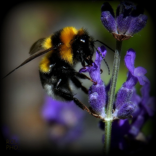 le Bourdon et la Lavande, Bumblebee and Lavender