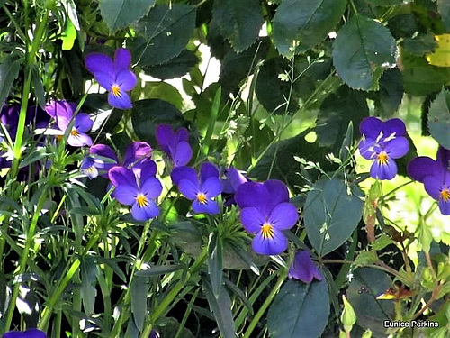 Purple Pansies.