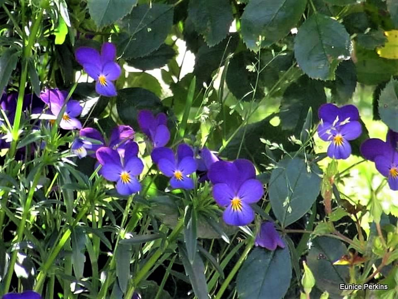 Purple Pansies.