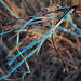 Penedos, Blue rope on wire in the wind