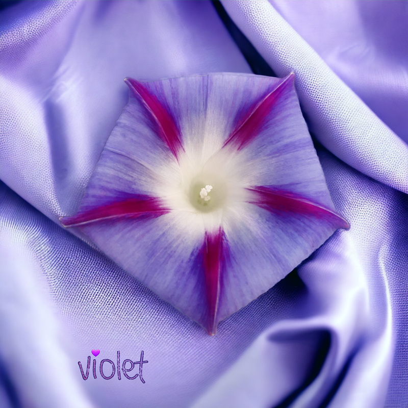 violet