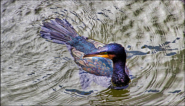 The Cormorant