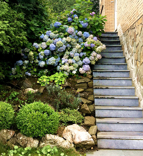 Hortensias