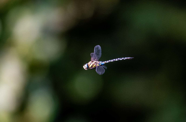 Migrant hawker