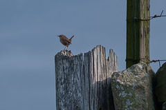 Wren