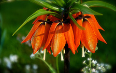 Fritillaria imperialis