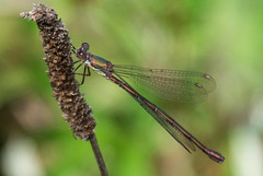 Western Willow Spreadwing f (Lestes viridis) DSB 1920