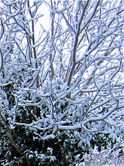 The snow is great on the branches