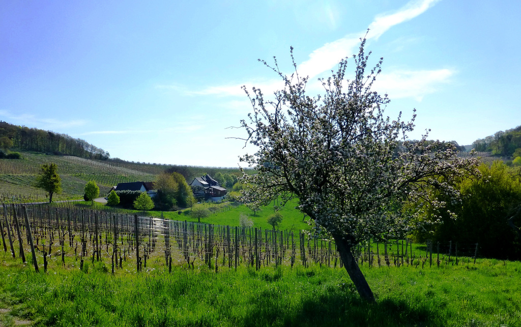 DE - Ahrweiler - near Altenwegshof