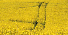 #13 - Herb Riddle - Field of Yellow - 6̊ 5points