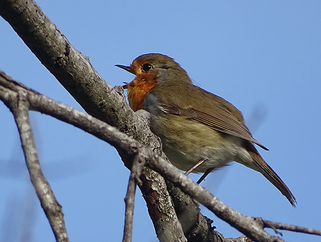 ...chanter à tue-tête dans le ciel de Provence,pour vous souhaiter un Bon WE...