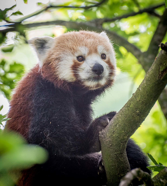 Red panda (5)