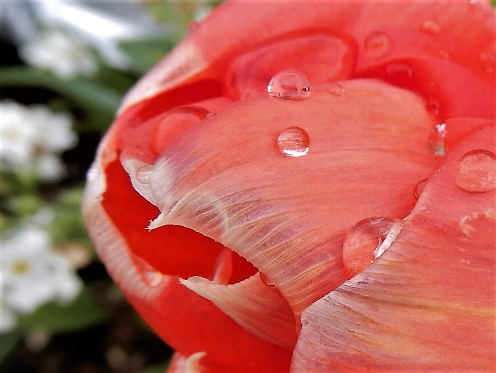 Un coeur en hiver,