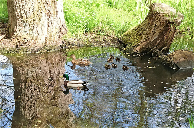 Stockenten-Familie