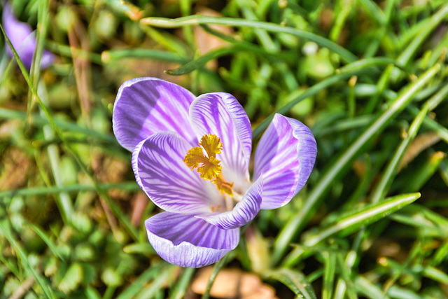 Crocus