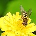 20230627 1398CPw [D~LIP] Kleinköpfiger Pippau (Crepis capillaris), Schebfliege, Bad Salzuflen