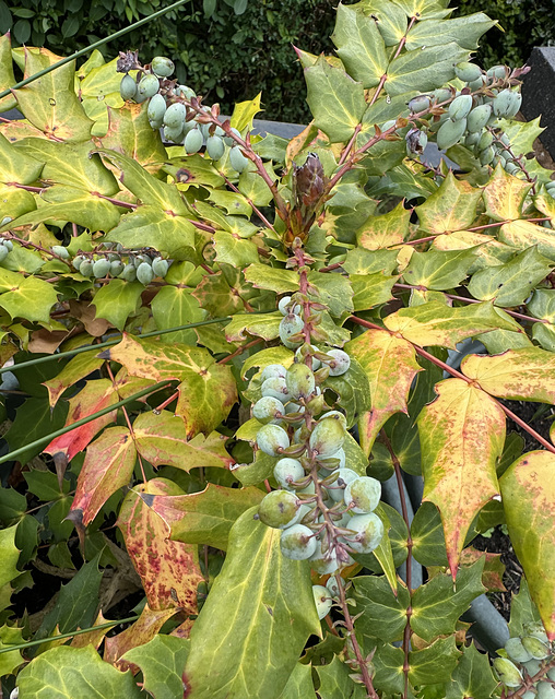 Mahonia berries