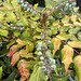 Mahonia berries