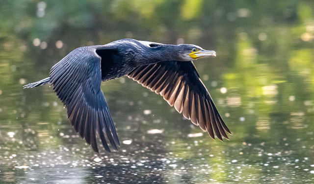 Cormorant