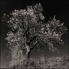 L'arbre que penja les flors