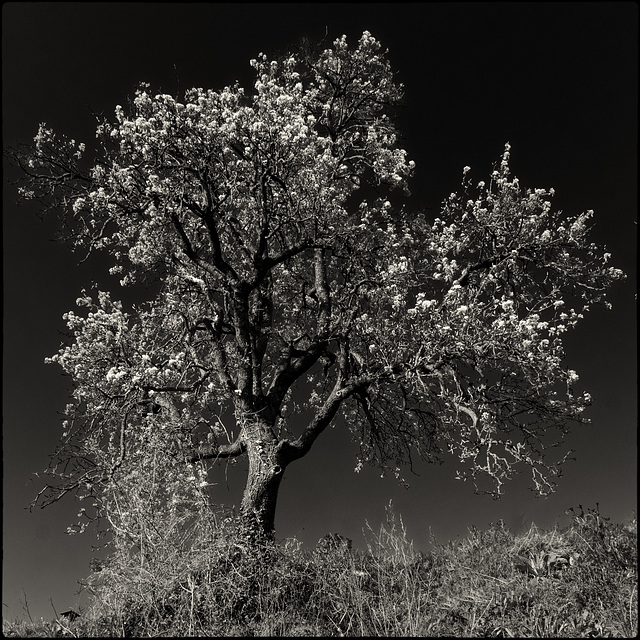 L'arbre que penja les flors