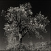 L'arbre que penja les flors