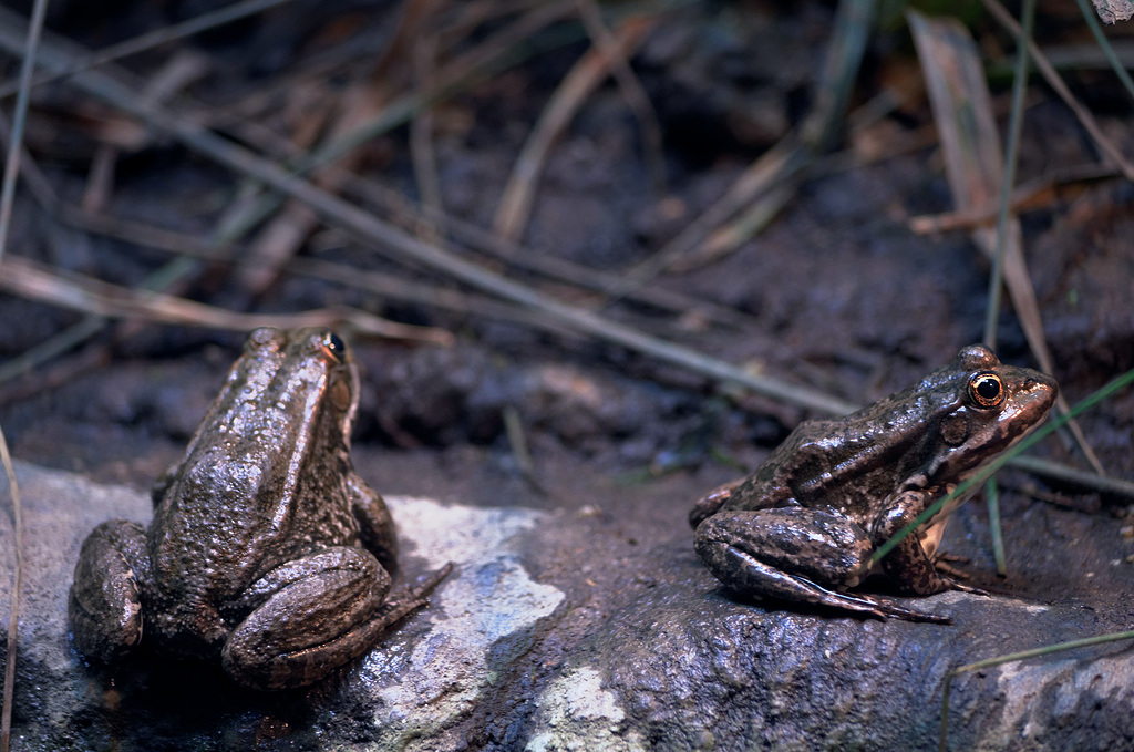Grenouilles