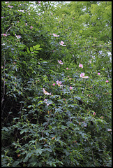 Rosa canina (4)