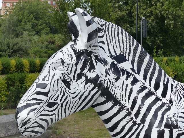 Zany Zebras_197 - 20 August 2016